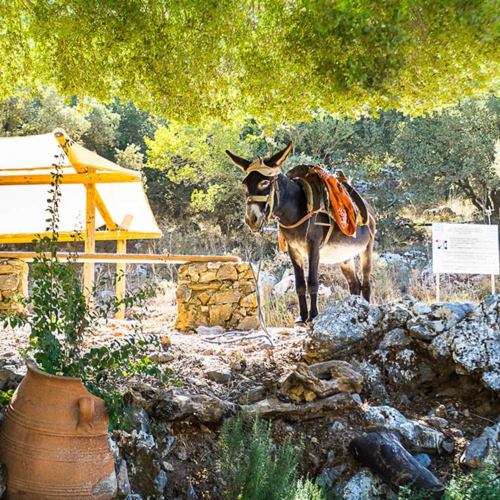 Cretan Safari Experience​