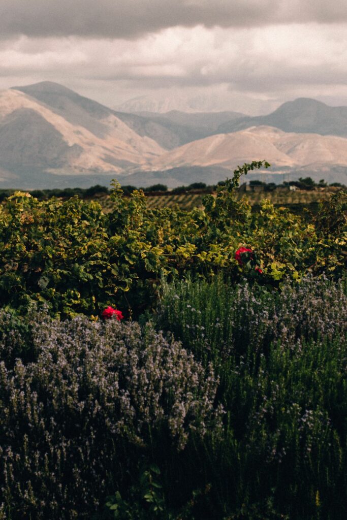 Lasithi Plateau & Diktaean Cave